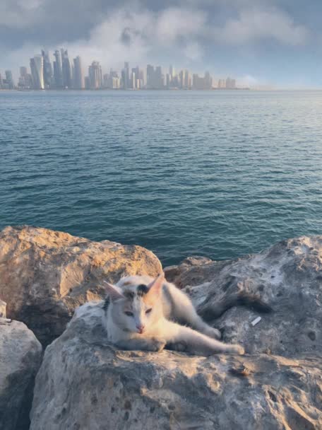 Katze Liegt Auf Felsen Mit Stadthintergrund — Stockvideo