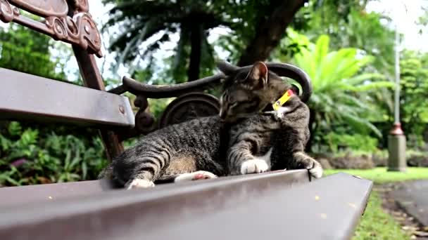 Kucing Bangku — Stok Video