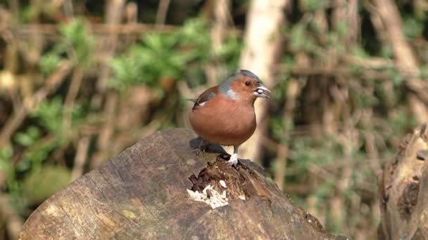 Vídeo Chaffinch Pássaro — Vídeo de Stock