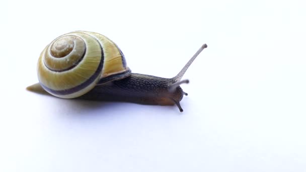 Close Moving Snail — Stock Video