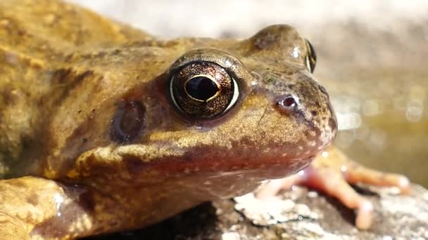 Close View Brown Frog — Stock Video