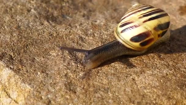 Close View Crawling Snail — Stock Video