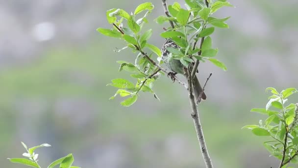 Vista Ravvicinata Uccello Albero — Video Stock