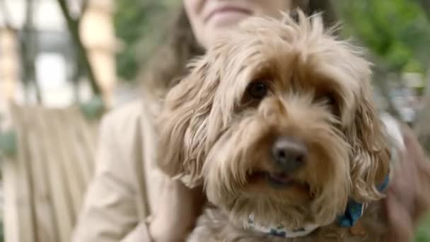 Κοντινή Προβολή Του Προσώπου Ενός Σκύλου — Αρχείο Βίντεο