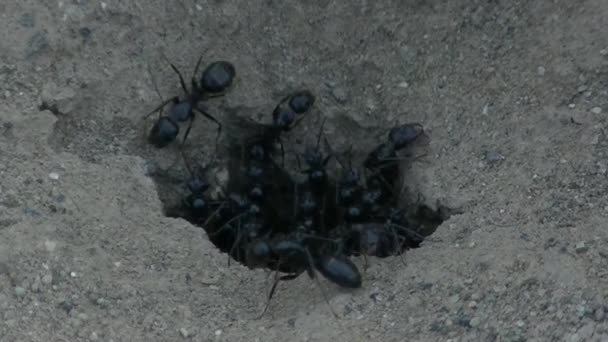 Vídeo Colônia Formigas — Vídeo de Stock