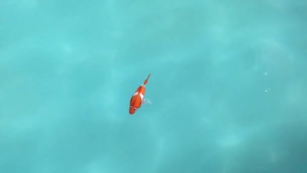 ピエロの魚の水泳のビデオ — ストック動画