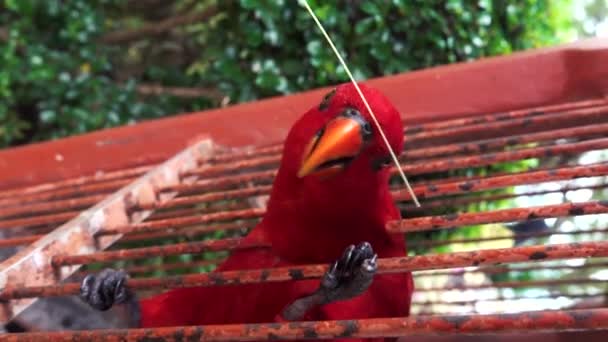 Крупним Планом Вид Червоний Папуга — стокове відео