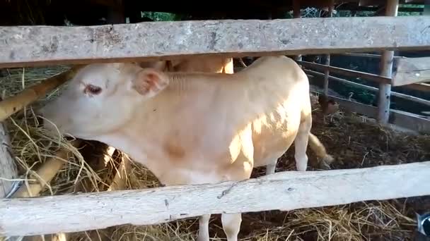 Alimentación Vacas Terneros — Vídeo de stock