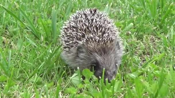 Cute Hedgehog Taking Stroll — Stock Video