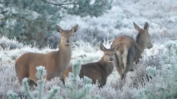 鹿の家族のビデオ — ストック動画
