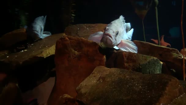 Рыба Аквариуме — стоковое видео