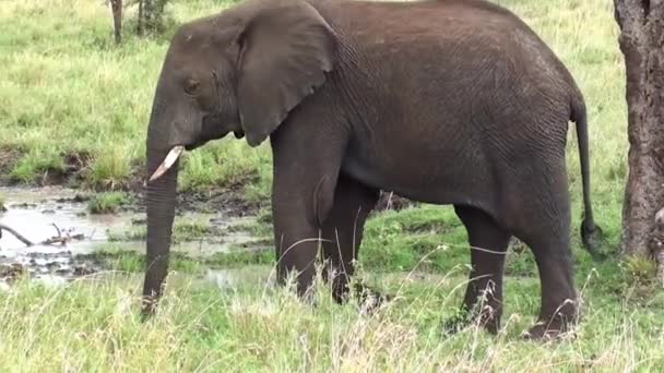 Beeldmateriaal Van Een Olifant — Stockvideo