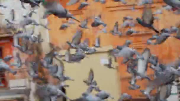 Video Bandada Aves — Vídeo de stock