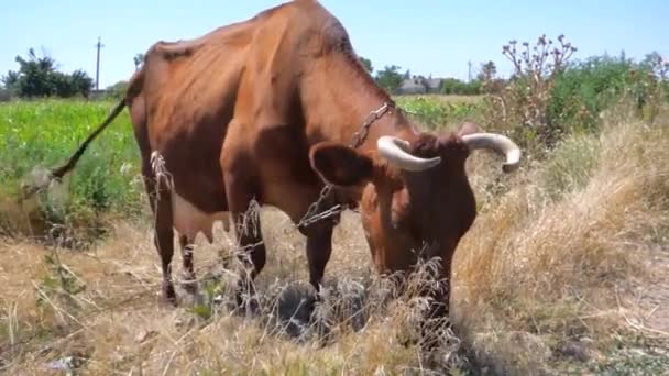 Vídeo Vaca Pastando — Vídeo de stock