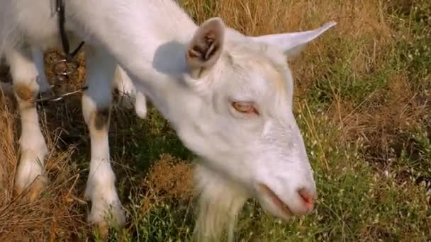 Video Goat Eating — Stock Video