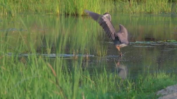 Video Gran Garza Azul — Vídeos de Stock