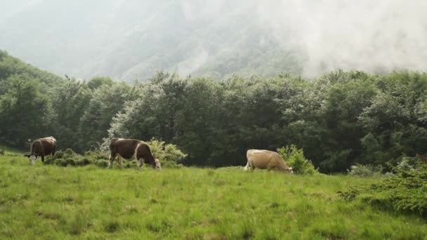 Rinderherde Weidet Auf Einer Weide — Stockvideo