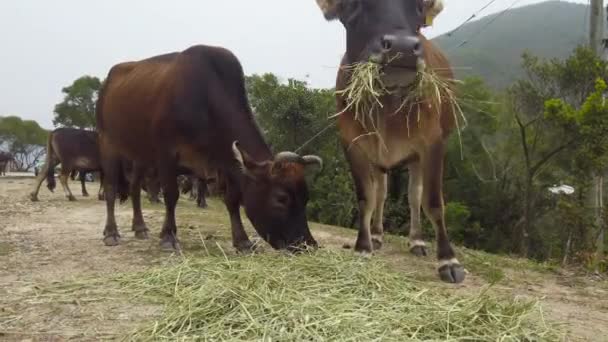 Herd Cattle Feeding Hays — Stock Video