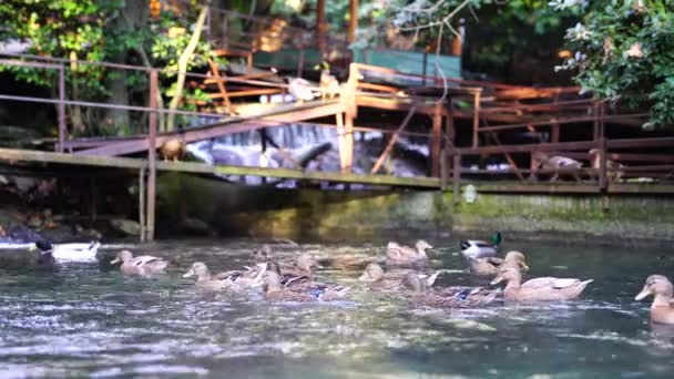 鸭子在池塘里游泳 — 图库视频影像