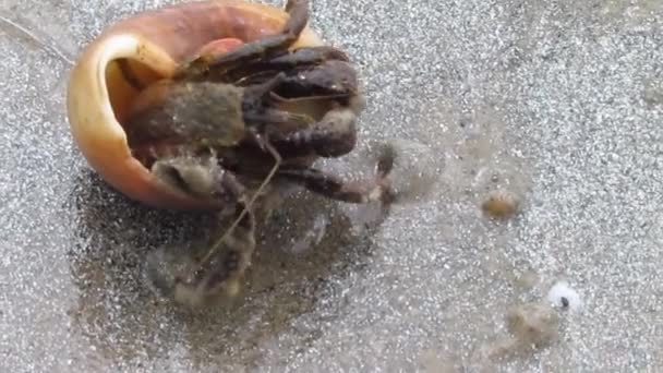 Video Hermit Crab — ストック動画