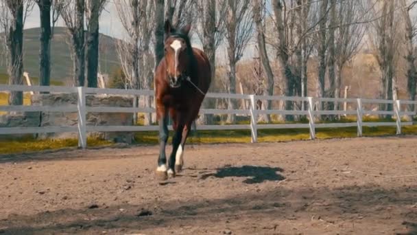 Caballo Galopando Alrededor Rancho — Vídeo de stock