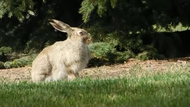 Jackrabbit Belongs Hare Family — Stock Video