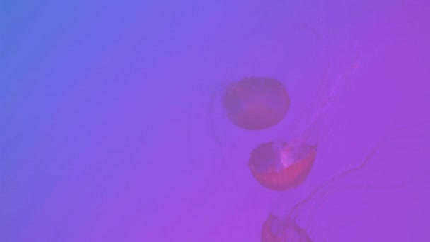 Medúzy Pod Vodou — Stock video