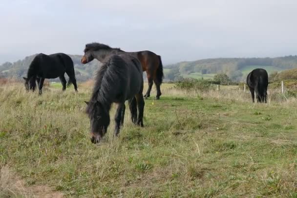 Video Caballos Comiendo Hierba — Vídeo de stock