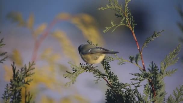 Video Malého Ptáčka Letícího — Stock video