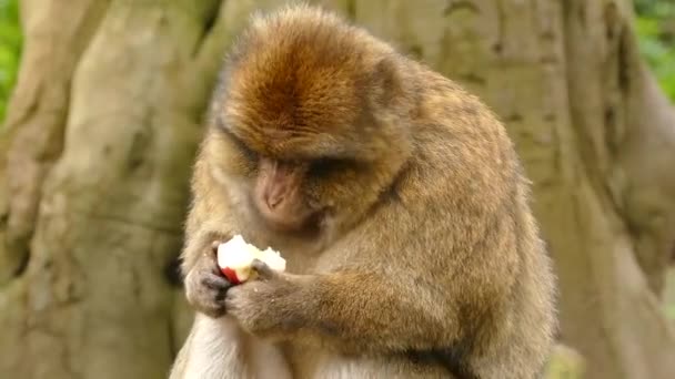 Video Macaque Eating Apple — ストック動画