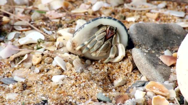 Vidéo Petit Crabe Ermite — Video