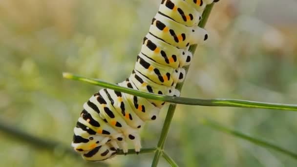 Metraje Macro Una Oruga Colorida Masticando Tallo — Vídeo de stock