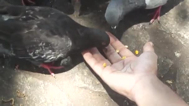 Person Feeding Pigeons His Hand — Stock Video