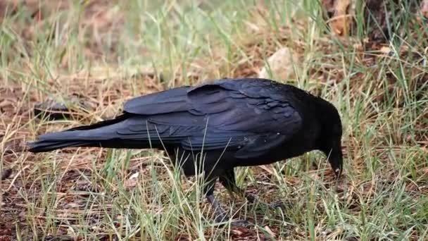 乌鸦在地上觅食 — 图库视频影像