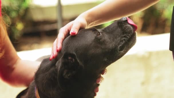 Imágenes Cámara Lenta Una Persona Que Muestra Amor Perro — Vídeos de Stock