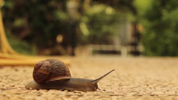 도로를 가로지르는 달팽이 — 비디오