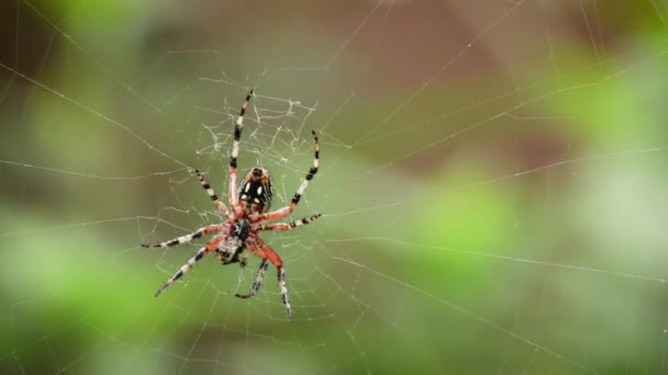 Spinne Macht Eine Falle — Stockvideo