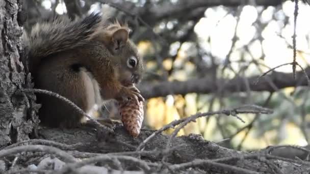 Eichhörnchen Frisst Fleißig Sein Futter — Stockvideo