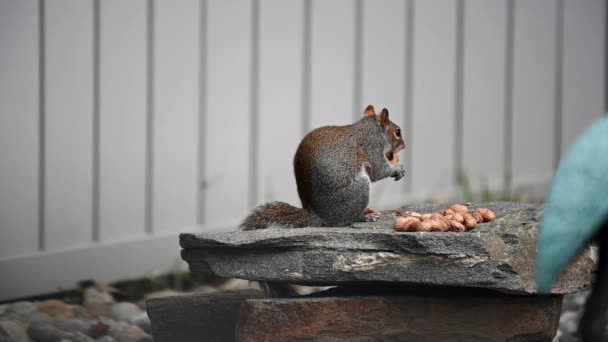 Video Squirrel Eating Peanuts — Stock Video