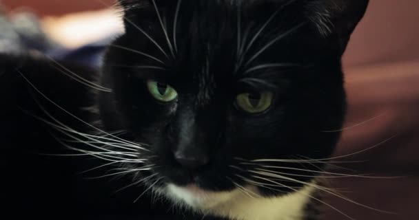 Das Gesicht Einer Katze — Stockvideo