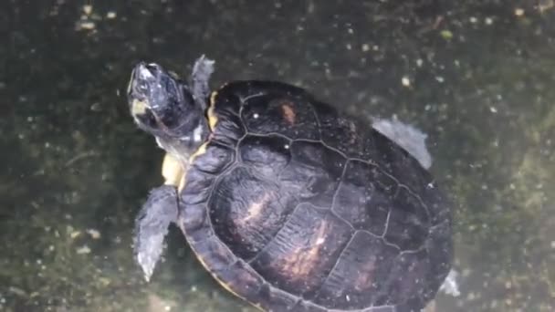 Video Van Schildpad Zwemmen — Stockvideo