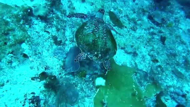 Vidéo Tortue Sous Marine — Video