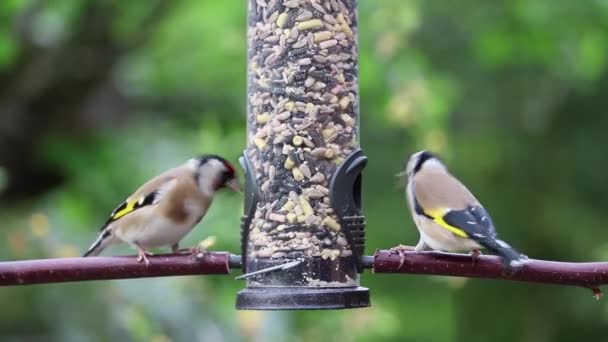 Video Goldfinches Eating — Stock Video