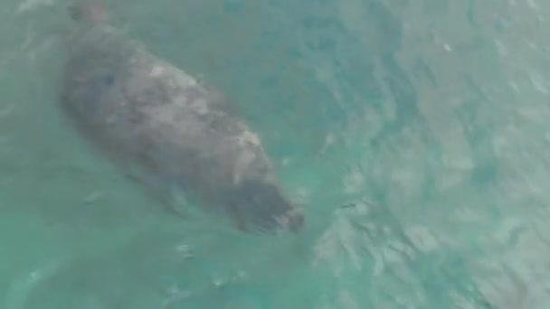 海豹游泳的录像 — 图库视频影像