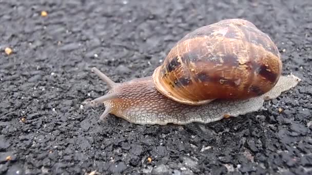 Vídeo Caracol Movimiento — Vídeos de Stock