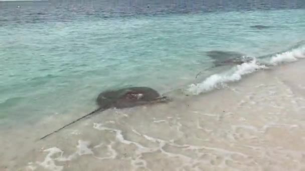 Video Stingrays Seashore — Stock Video