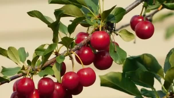 Close Fresh Cherries — Stock Video