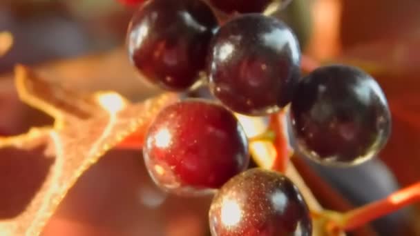 Close Photo Berries — Stock Video