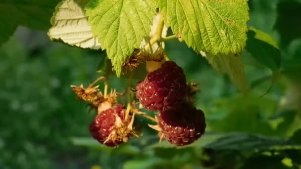 Video Fresh Raspberries — Stock Video