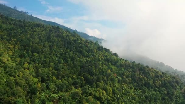 Una Nebbia Una Foresta Montagna — Video Stock